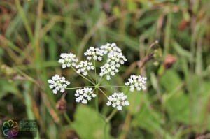 Pimpinella saxifraga (2).jpg